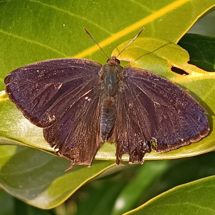 ムラサキツバメ