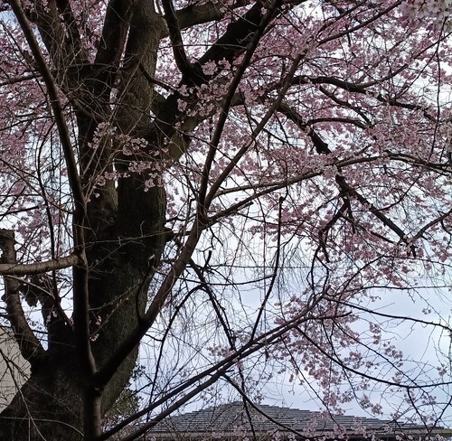 空とピンクと漆黒