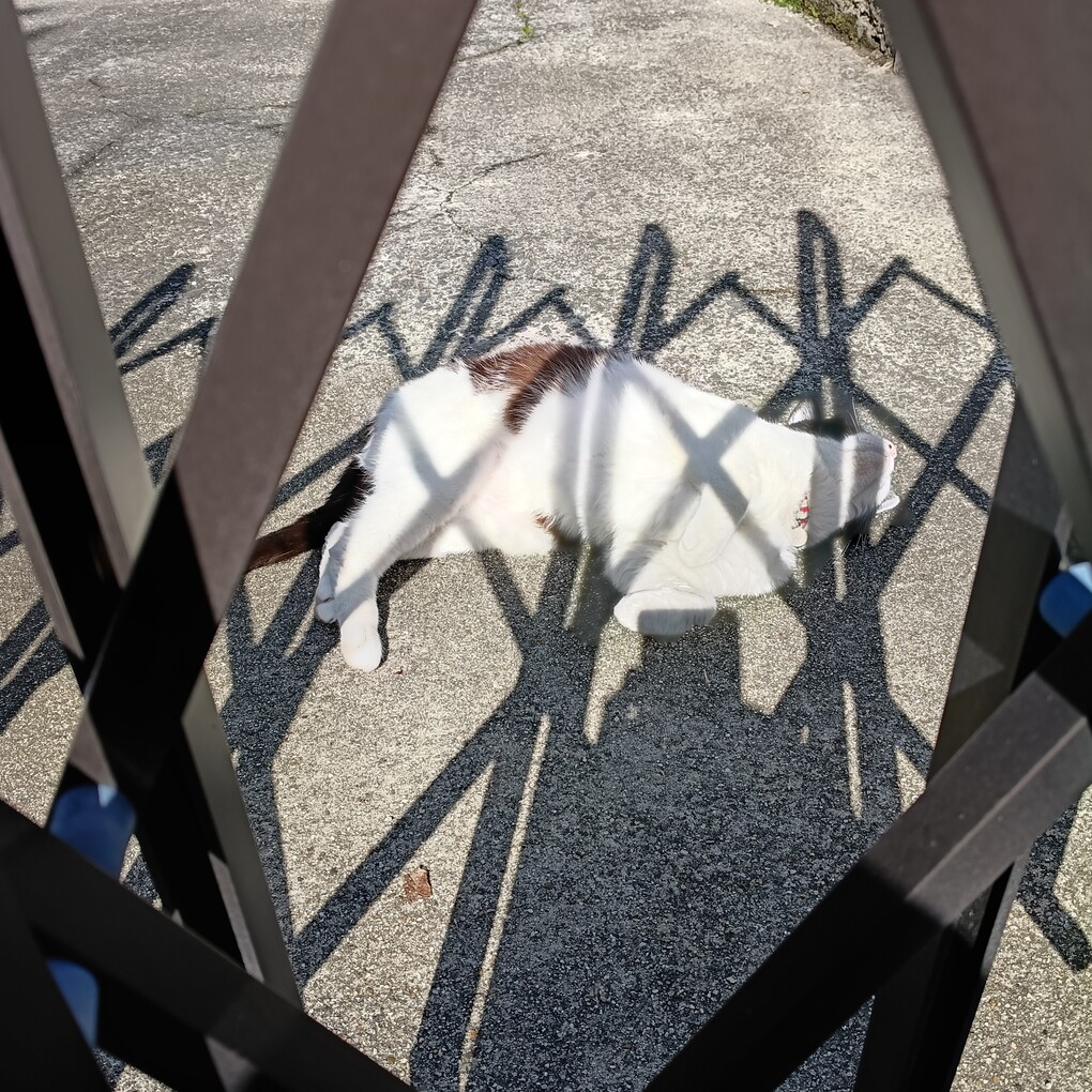 眼福（猫様の都合だけ）