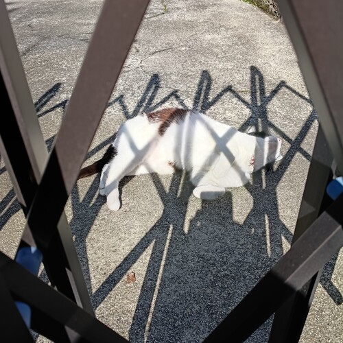 眼福（猫様の都合だけ）