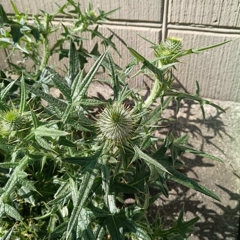 トッキントッキン