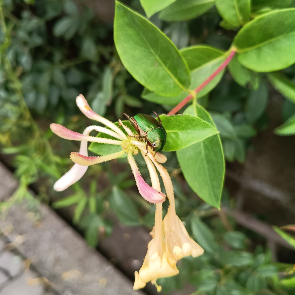 相当な害虫