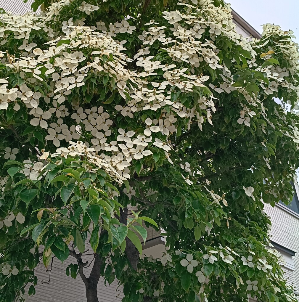花より団子